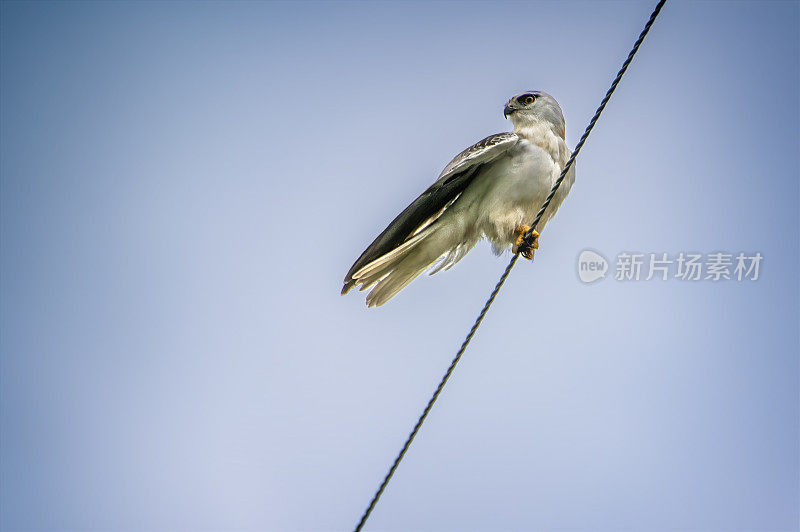 小黑肩鸢(Elanus axillaris)